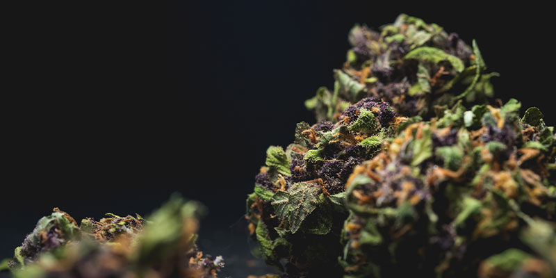 Mik&auml; tekee kannabiksesta hyv&auml;&auml; tai huonoa?