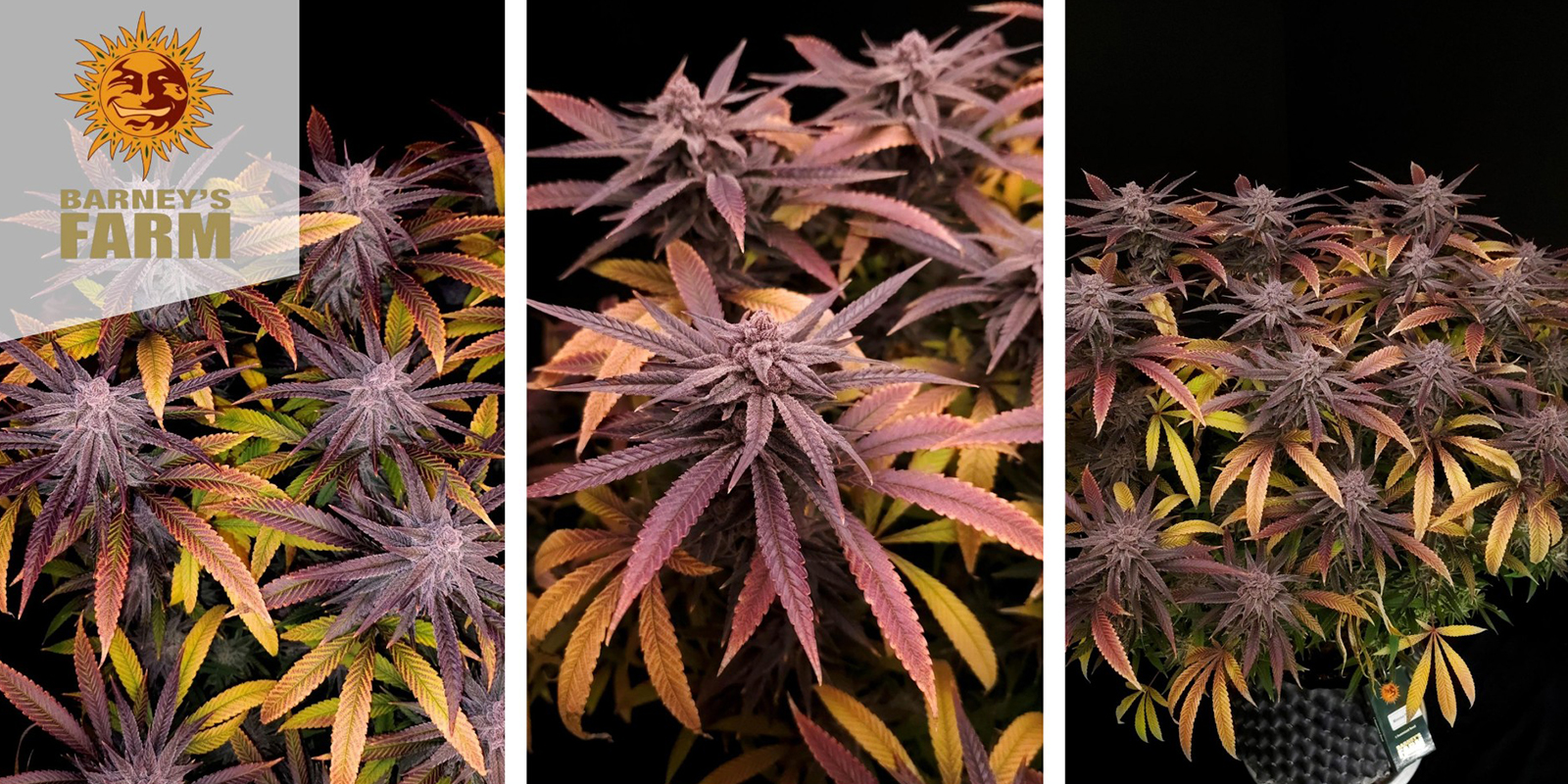 Mimosa Evo (Barney’s Farm) feminized Mimosa Evo (Barney’s Farm) feminized