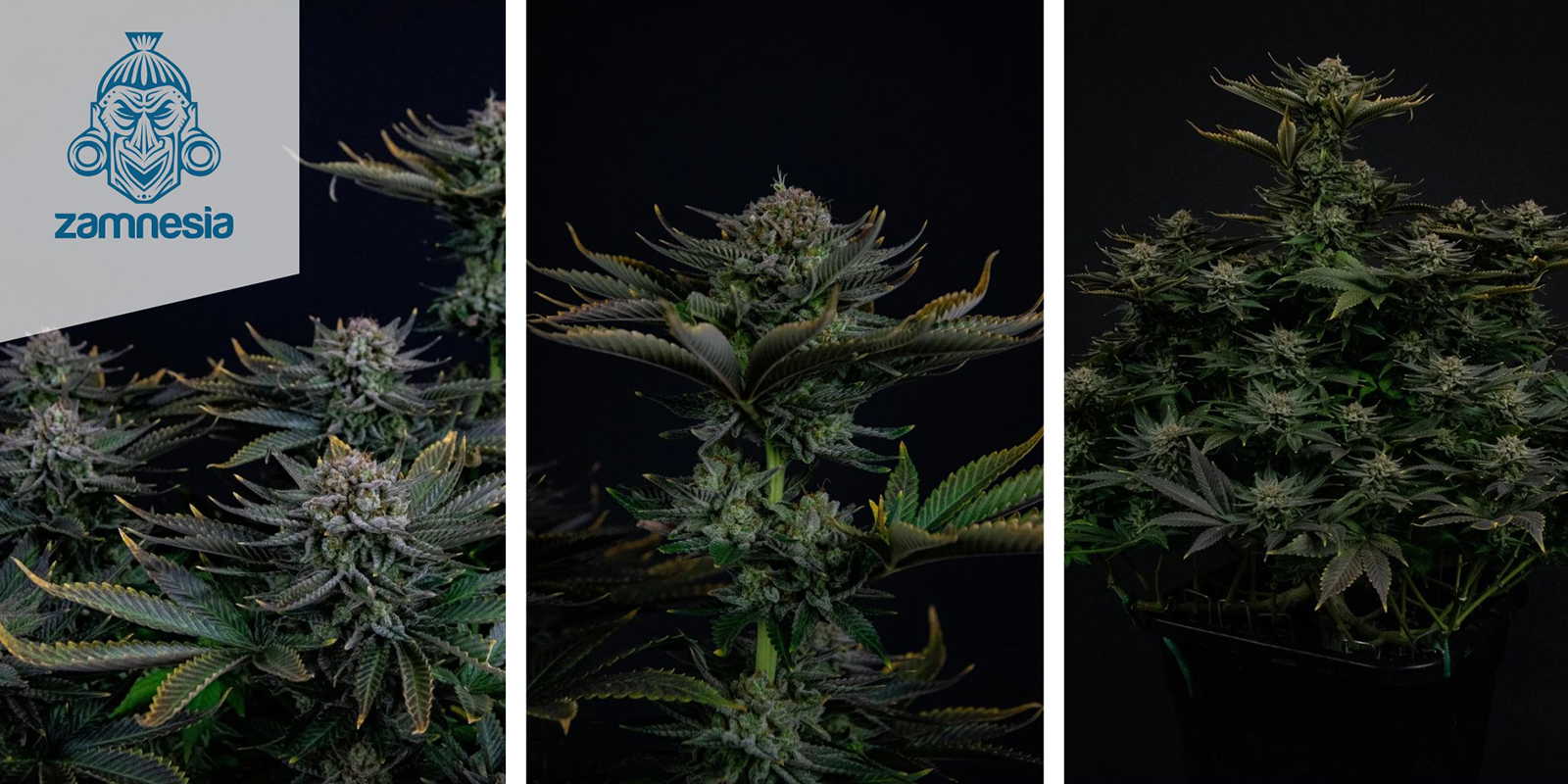 Runtz Feminized (Zamnesia Seeds) feminized Runtz Feminized (Zamnesia Seeds) feminized