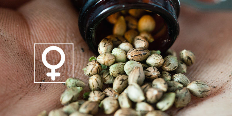 Mitä ovat feminisoidut kannabiksen siemenet? What Are Feminized Cannabis Seeds?