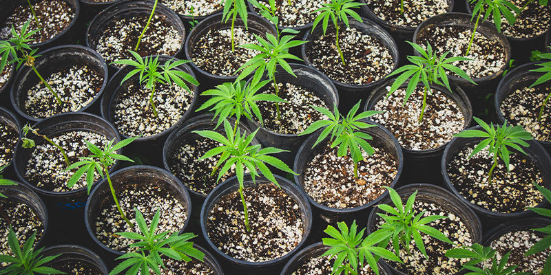 Kloonaus Tavallisten ja feminisoitujen kannabiksen siementen kloonaus