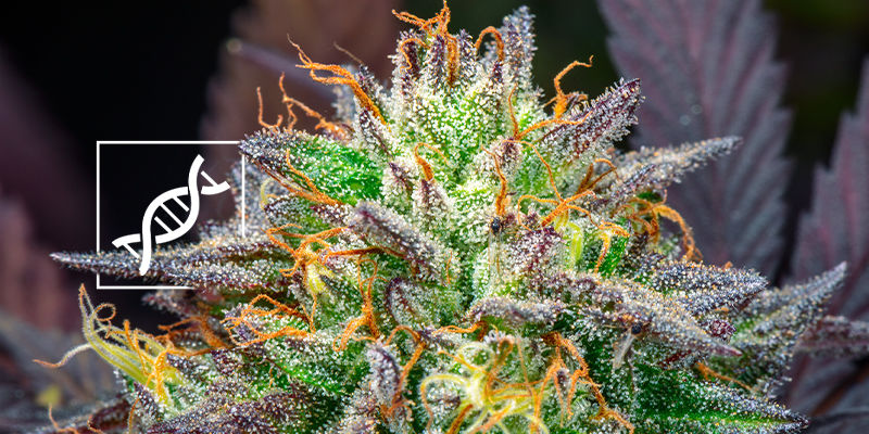 Geneettinen vakaus Tavalliset ja feminisoidut kannabiksen siemenet: geneettinen vakaus