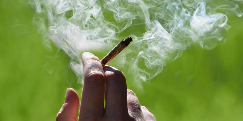 Voiko urospuolisia kannabiskasveja polttaa? Can you smoke male cannabis plants?
