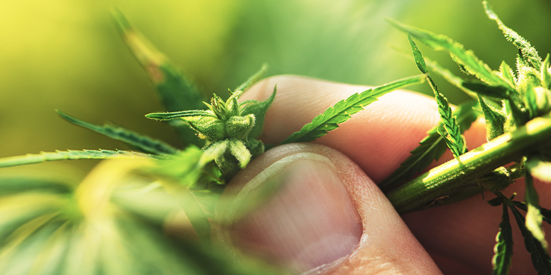 Kuinka tunnistaa uroskannabiskasvi Kuinka tunnistaa uroskannabiskasvi