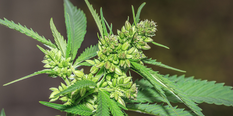 Uroskannabiskasvien hyödyt: usein kysytyt kysymykset Uroskannabiskasvien hyödyt: usein kysytyt kysymykset