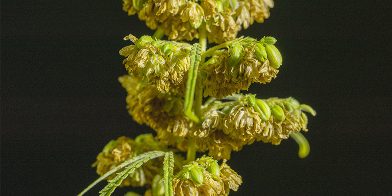 Uroskannabiskasveillekin löytyy paljon käyttöä Uroskannabiskasveillekin löytyy paljon käyttöä