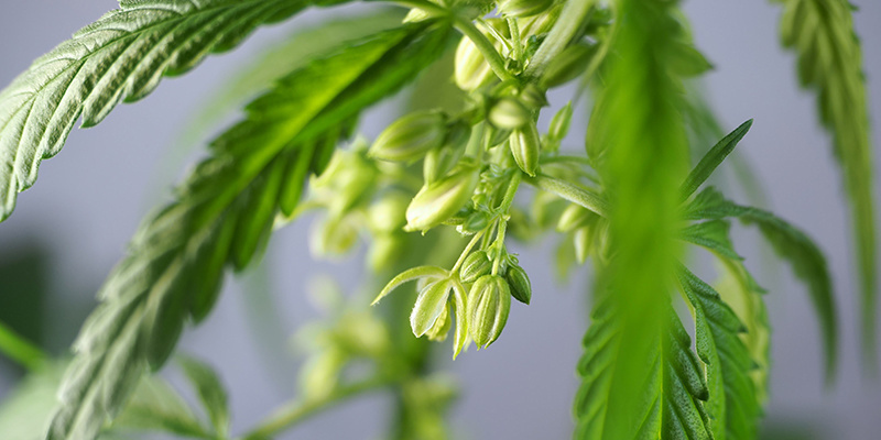 Uroskannabiskasvien käytännön hyödyt Uroskannabiskasvien käytännön hyödyt