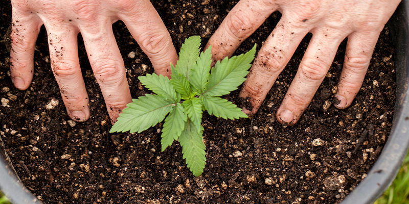 Kasvata tänään poikkeuksellisen hyviä autoflower-kannabislajikkeita! Kasvata tänään poikkeuksellisen hyviä autoflower-kannabislajikkeita!