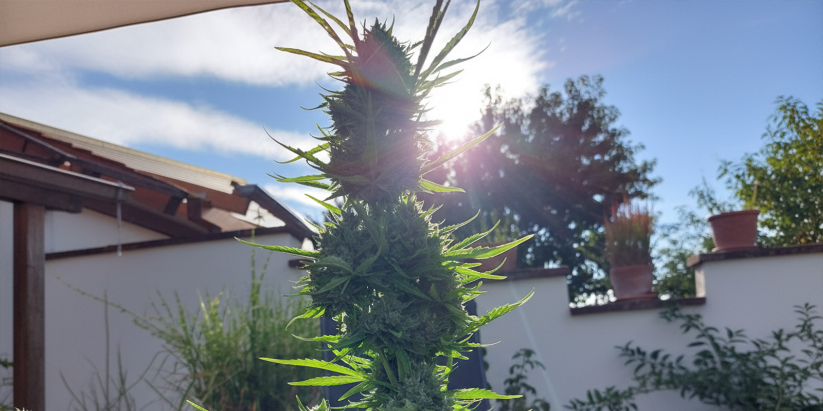 Kannabiksen kasvattaminen ulkona Espanjassa Kannabiksen kasvattaminen ulkona Espanjassa