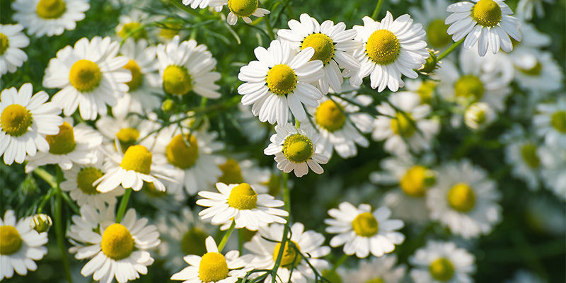 Kamomilla (Matricaria recutita)