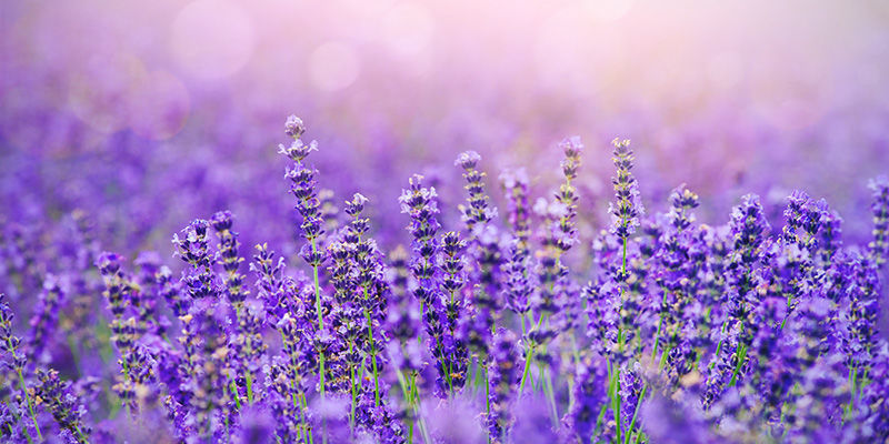 Laventeli ja minttu Lavender Mint Cannabis Mix