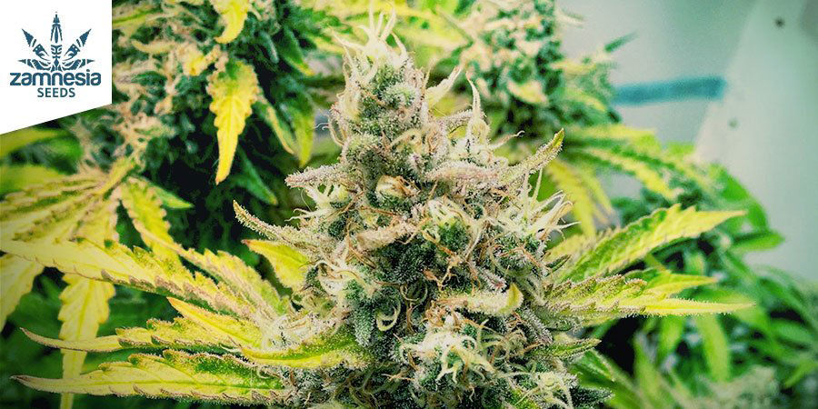 Parhaiden kannabislajikkeiden valinta charasin valmistukseen Parhaiden kannabislajikkeiden valinta charasin valmistukseen
