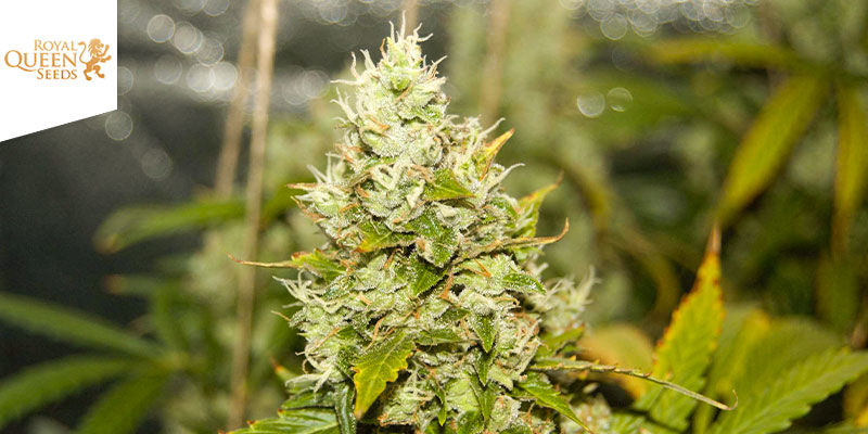 Easy Bud Autoflower (Royal Queen Seeds)
