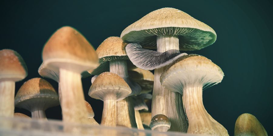 Kuinka turvallista psilosybiini on? Kuinka turvallista psilosybiini on?
