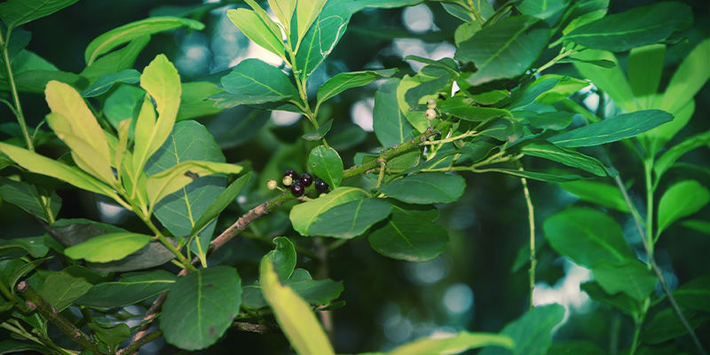 Yerba mat&eacute;
