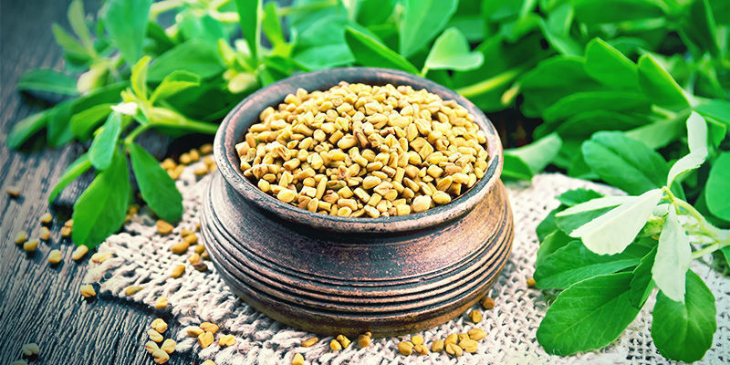 Sarviapila Fenugreek