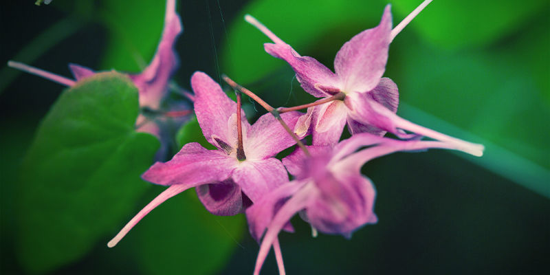 Horny Goat Weed Horny Goat Weed