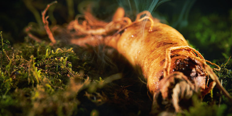 Punainen ginseng Punainen ginseng