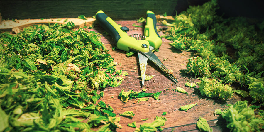 Raaputa ylimääräinen hartsi pois Tips for Using Cannabis Trimming Scissors: Scrape Off Excess Resin
