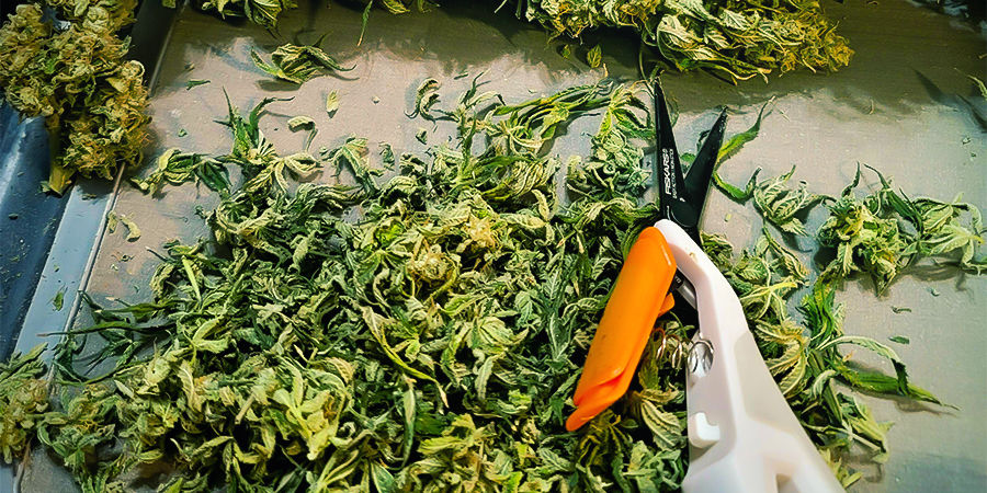 Miksi kannabiksen trimmaussakset kannattaa puhdistaa ja huoltaa Miksi kannabiksen trimmaussakset kannattaa puhdistaa ja huoltaa