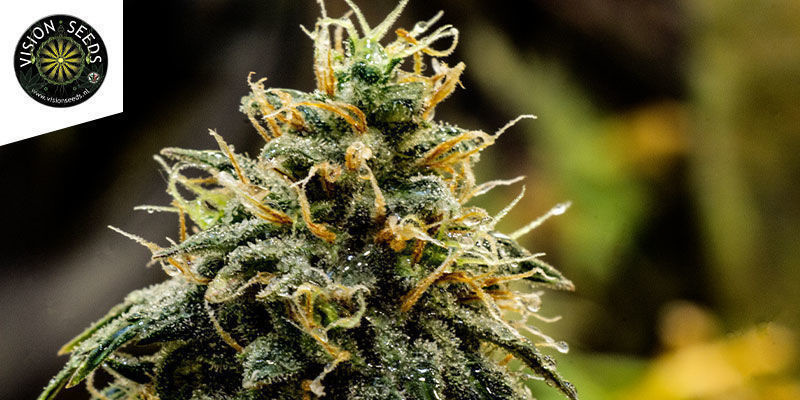 Doctor Jamaica DOCTOR JAMAICA
