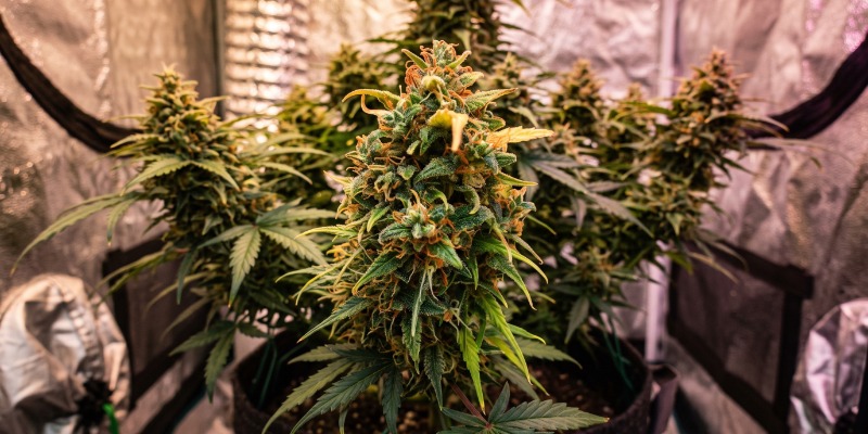 AMNESIA HAZE AUTOMATIC AMNESIA HAZE AUTOMATIC