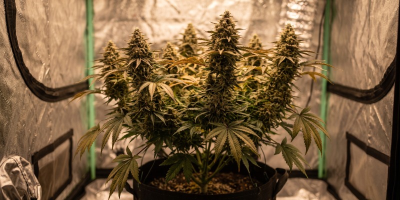 SATIVA DREAM SATIVA DREAM