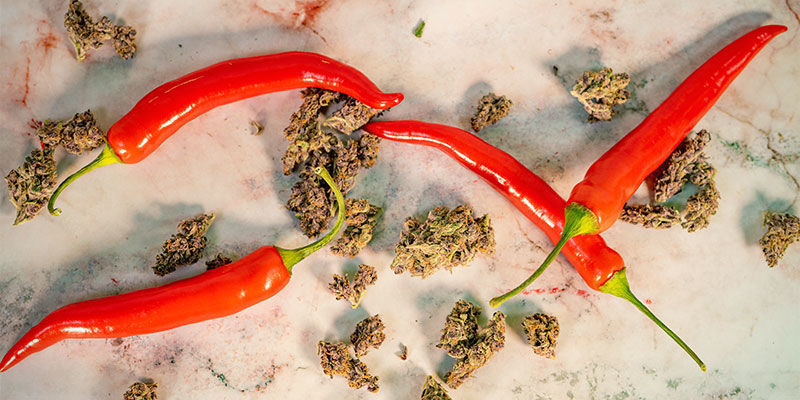 Onko kannabiskasveilla ja tulisilla chileillä mitään yhteistä? Onko kannabiskasveilla ja tulisilla chileillä mitään yhteistä?