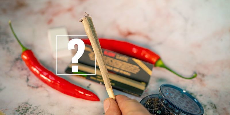 Tulinen chili ja kannabis: täydellinen pari? Tulinen chili ja kannabis: täydellinen pari?