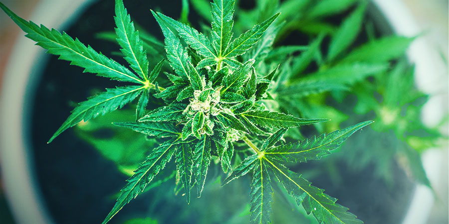 Sativa-lajikkeet Sativa Strains