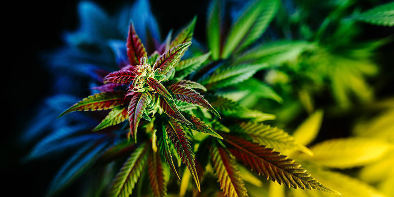 Kannabis ja hallusinaatiot – UKK Kannabis ja hallusinaatiot – UKK