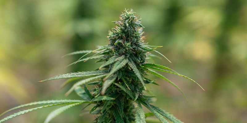 Kannabislajikkeet, jotka tunnetaan voimakkaista vaikutuksistaan Kannabislajikkeet, jotka tunnetaan voimakkaista vaikutuksistaan