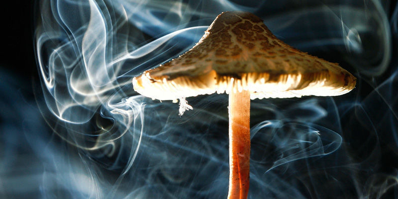 Kuinka polttaa taikasieniä HOW TO SMOKE SHROOMS