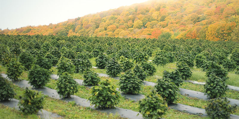 Ympäristötekijät Environmental Factors: Change the Colour of Cannabis Buds