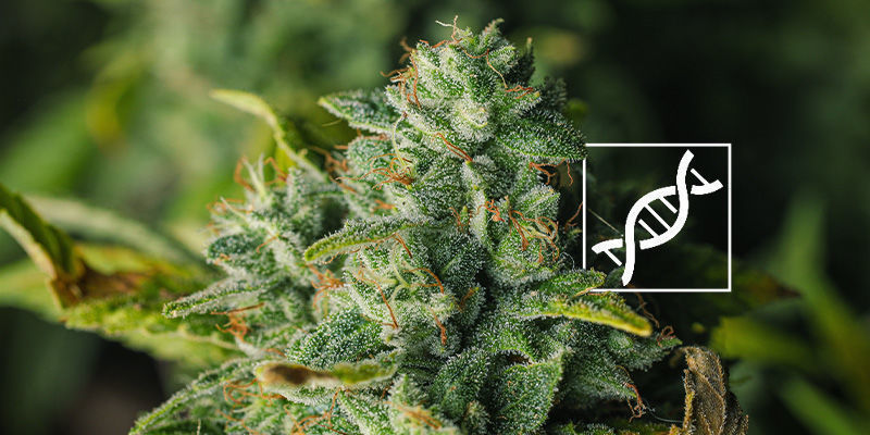 Genetiikka Genetics: Change the Colour of Cannabis Buds