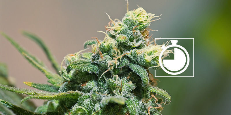 Kypsyys Kannabiksen kukintojen kypsyys