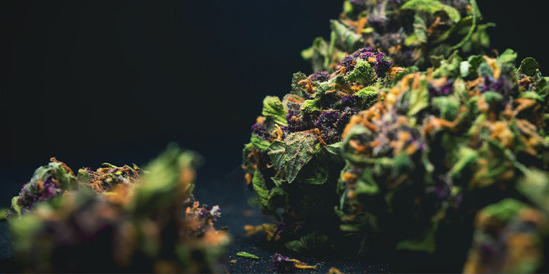 Violetti/sininen (antosyaanit) Violetit/siniset (antosyaanit) kannabiskukinnot