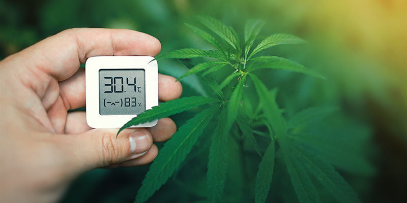 Lämpötila Lämpötila: kannabiksen kukintojen värin muuttuminen