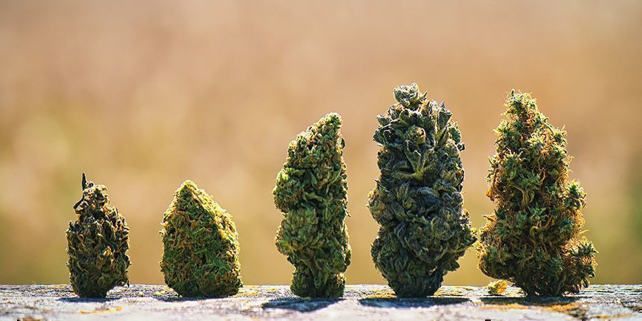 Miksi kannabiksen kukinnoilla on eri värejä? Miksi kannabiksen kukinnoilla on eri värejä?