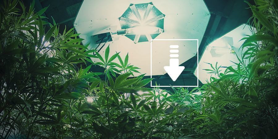 Vähemmän valotunteja päivässä Kannabis: vähemmän valotunteja päivässä