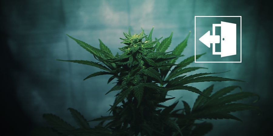 Kannabiksen pakotettu kukitus ulkona Kannabiksen pakotettu kukitus ulkona
