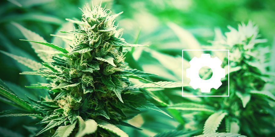 VALITSE AUTOFLOWER