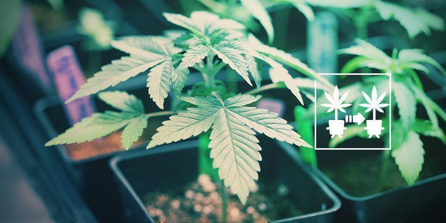 käytä kannabisklooneja