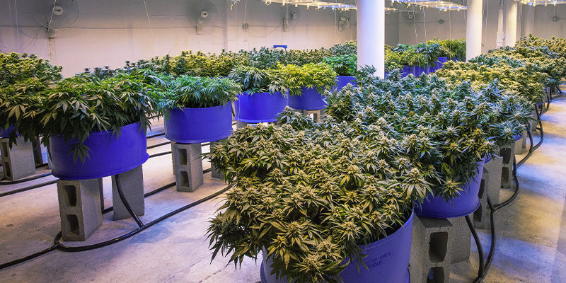 Ehk&auml;ise kannabiskasvien venymist&auml;: j&auml;t&auml; kasveille riitt&auml;v&auml;sti tilaa