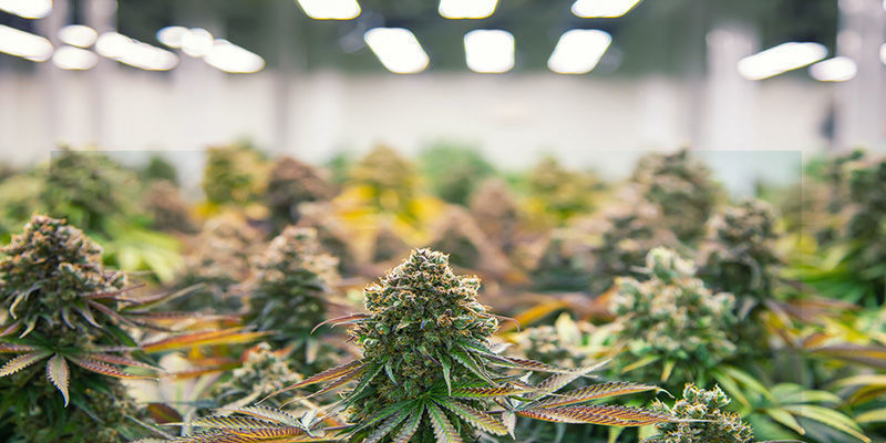 Miksi kannabiskasvit venyv&auml;t: ymp&auml;rist&ouml;tekij&auml;t