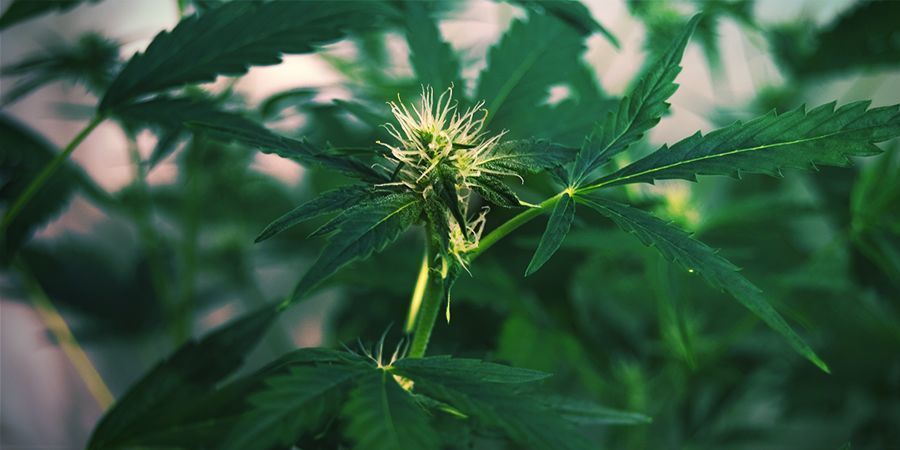Miksi kannabiskasvit venyv&auml;t: venyminen kukinnan alussa