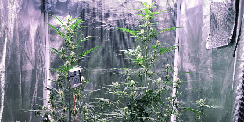 Kuinka ehk&auml;ist&auml; kannabiskasvien venymist&auml;