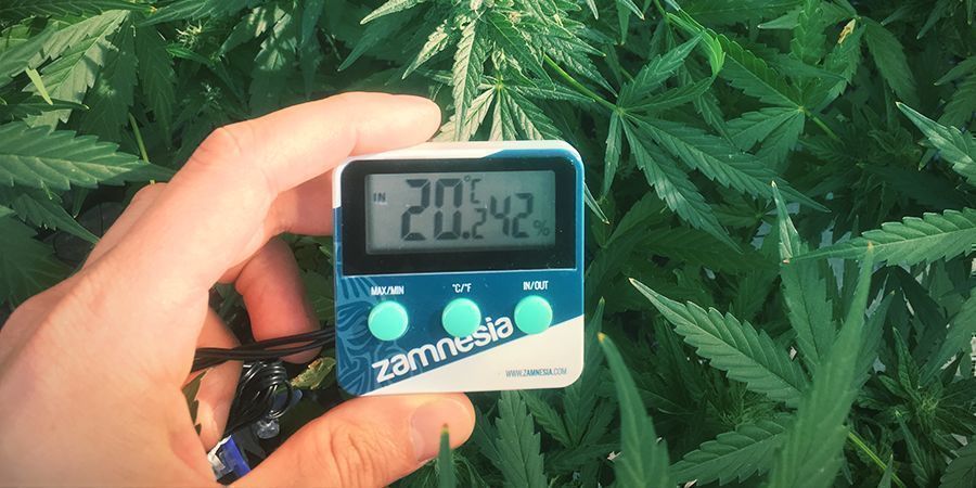 Est&auml; kannabiskasvien venyminen: pid&auml; l&auml;mp&ouml;tila hallinnassa