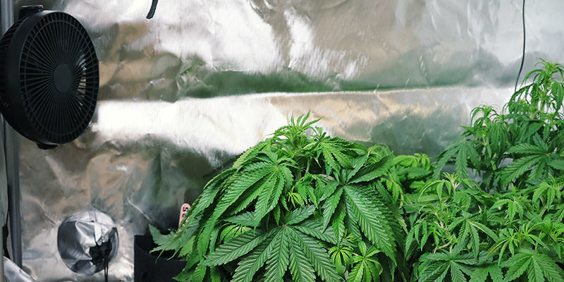 Est&auml; kannabiskasvien venyminen: tehosta ilmankiertoa