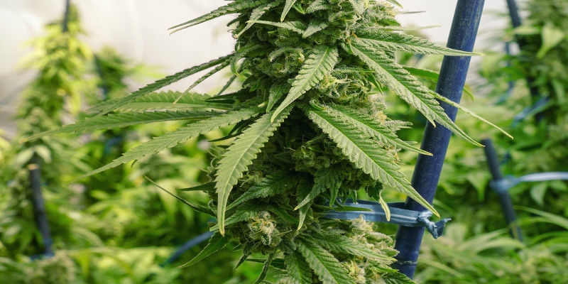Venymisen korjaus/tuki kannabiskasveille: tukikepit